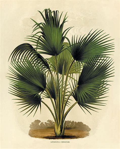 Stunning Tropical Botanical Prints for Your Home Décor